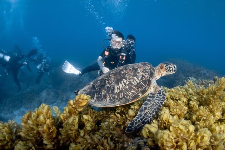 Dive with Green Sea Turtles at Xiaoliuqiu — Beginner Scuba Experience photo 4