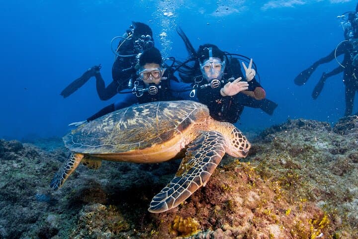 Dive with Green Sea Turtles at Xiaoliuqiu — Beginner Scuba Experience photo 5