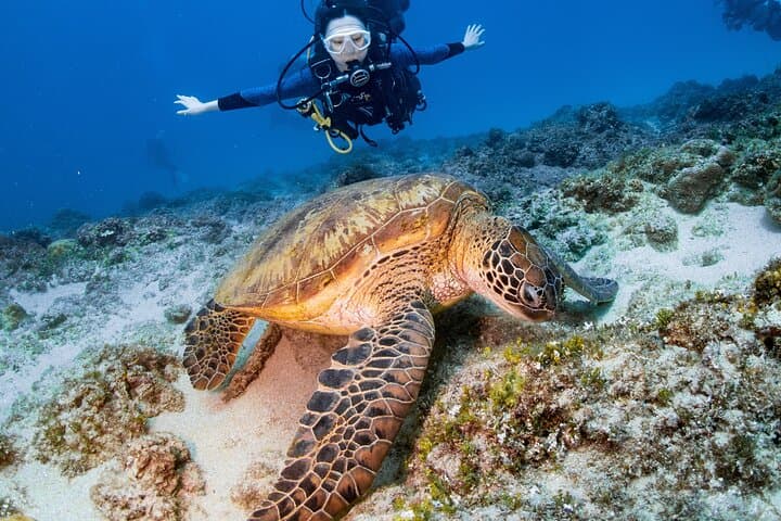 Dive with Green Sea Turtles at Xiaoliuqiu — Beginner Scuba Experience