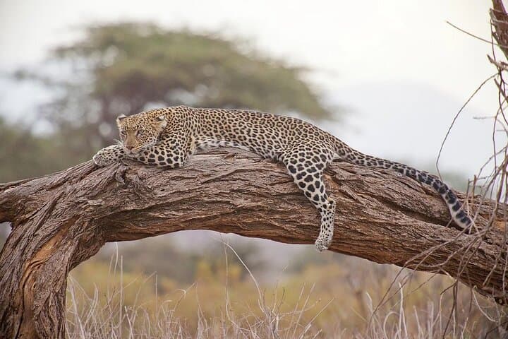 7-Day Kruger to Victoria Falls: Budget Safari & Waterfall Adventure photo 6