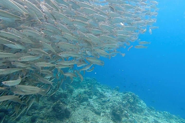 Napaling Sardine Run & Bohol Countryside Tour: Hinagdanan Cave, Loboc River, Chocolate Hills photo 2