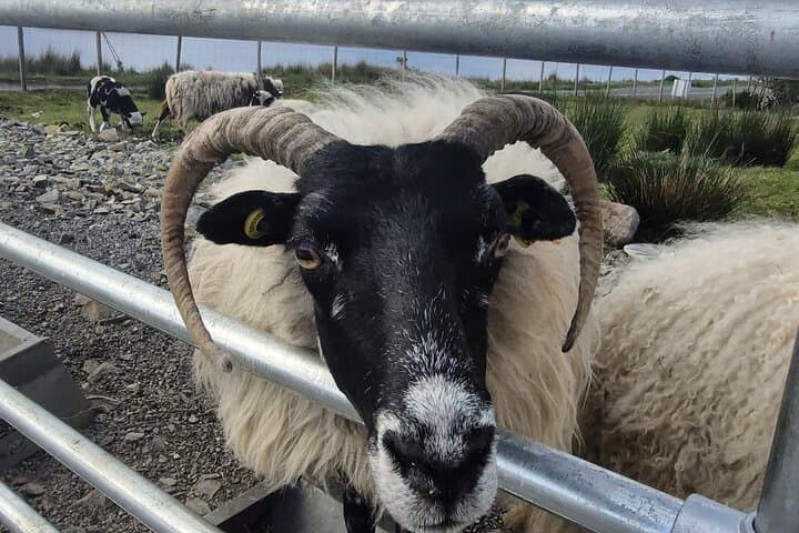 Private Connemara Day Tour: Kylemore Abbey, Twelve Bens & Working Sheep Farm photo 4