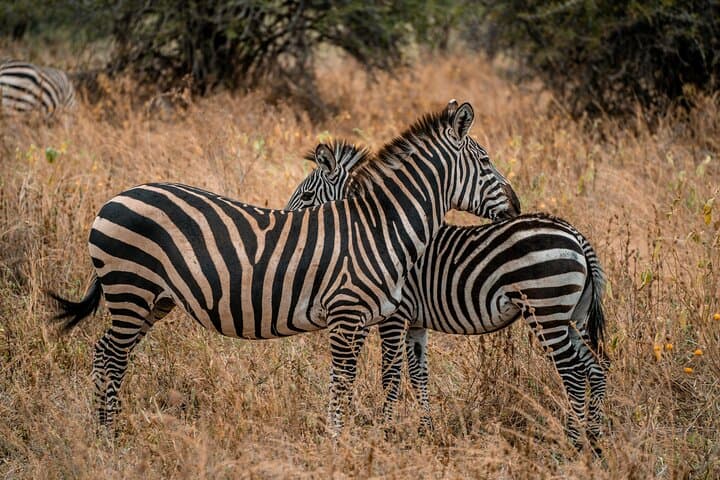 5-Day Camping Safari: Tarangire, Serengeti & Ngorongoro Wildlife Circuit