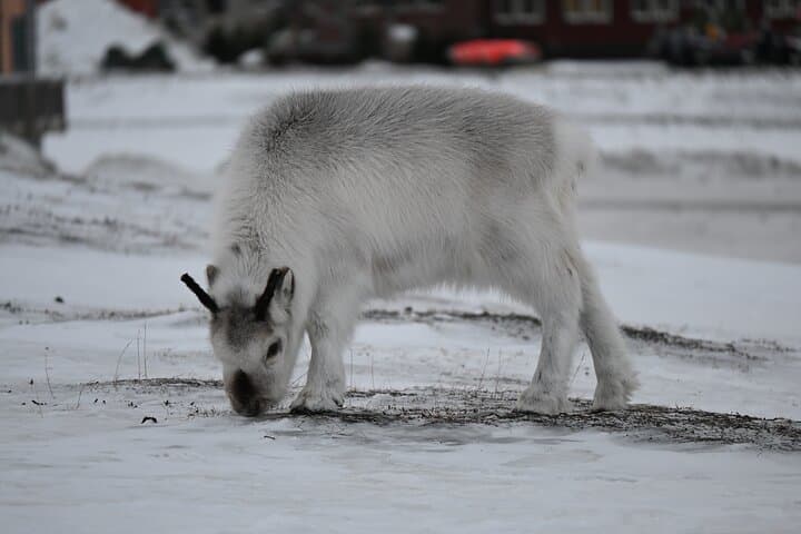 Longyearbyen Photo Walking Tour: Arctic Town & Polar Night Highlights photo 3