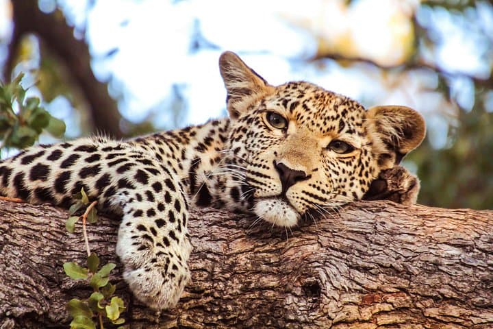 3-Day Serengeti and Ngorongoro Safari from Arusha — Group Camping Game Drives photo 3
