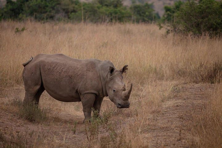 3-Day Serengeti and Ngorongoro Safari from Arusha — Group Camping Game Drives photo 4