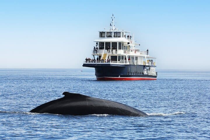 Whale Watching in Tadoussac & Charlevoix: Saguenay–St.-Lawrence Marine Park Cruises