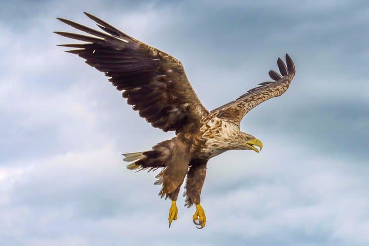 sea-eagle-and-seal-safari-henningsvaer-lofoten photo 5