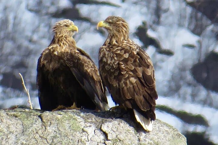 sea-eagle-and-seal-safari-henningsvaer-lofoten photo 2