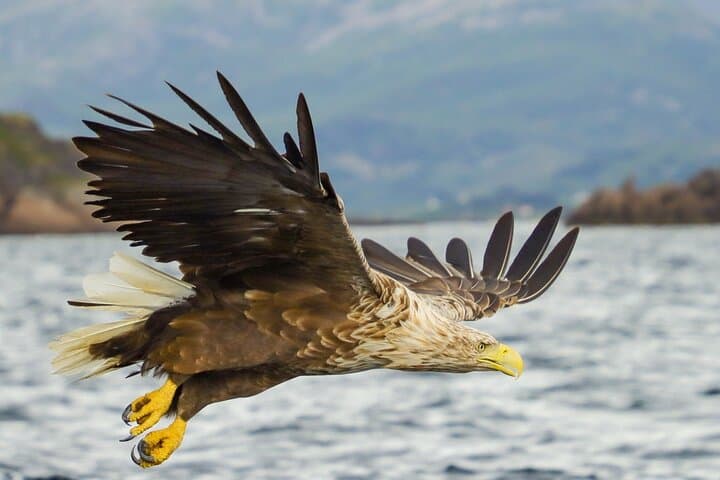 sea-eagle-and-seal-safari-henningsvaer-lofoten