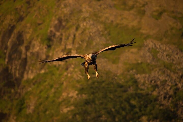 sea-eagle-and-seal-safari-henningsvaer-lofoten photo 4