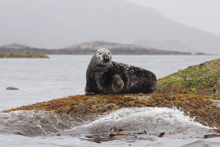 sea-eagle-and-seal-safari-henningsvaer-lofoten photo 3