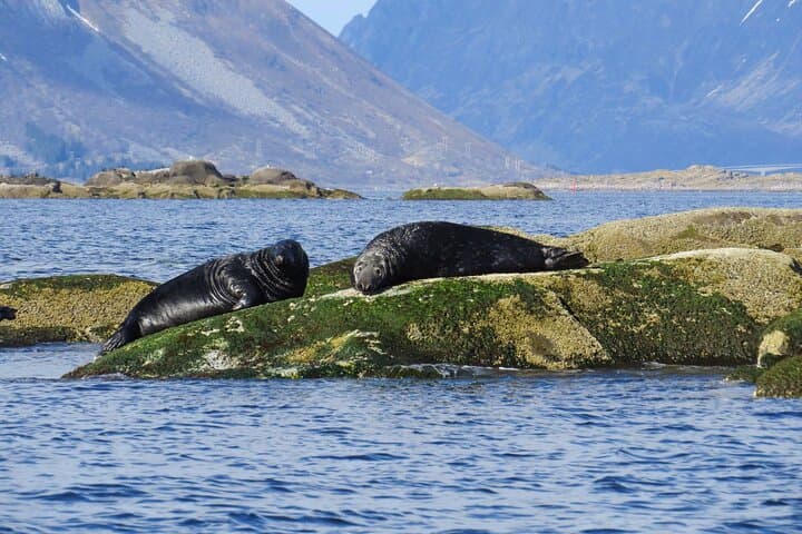 sea-eagle-and-seal-safari-henningsvaer-lofoten photo 6