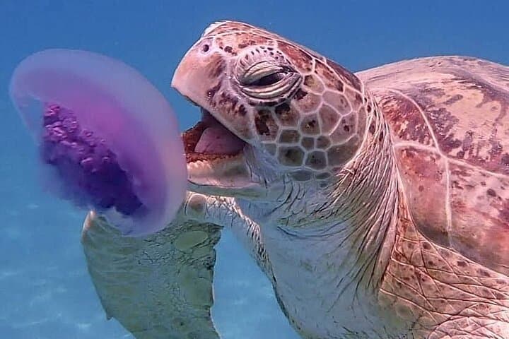 Marsa Mubarak Snorkel: Swim with Turtles and Dugong from Hurghada photo 1