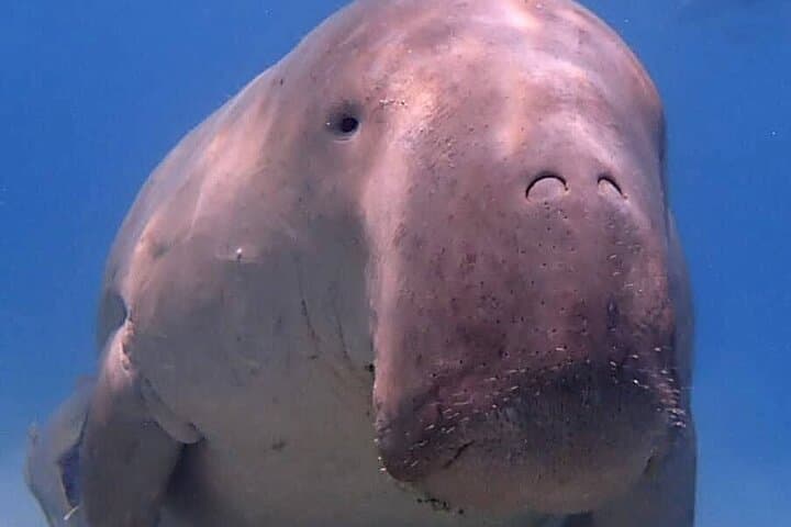 Marsa Mubarak Snorkel: Swim with Turtles and Dugong from Hurghada photo 3