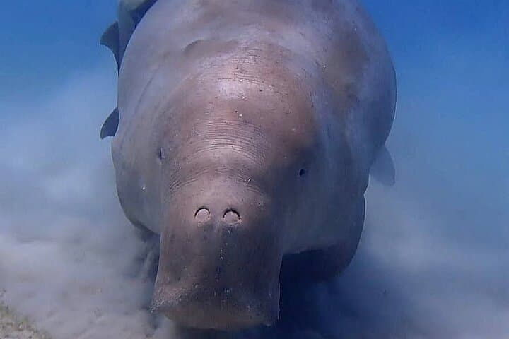 Marsa Mubarak Snorkel: Swim with Turtles and Dugong from Hurghada photo 4