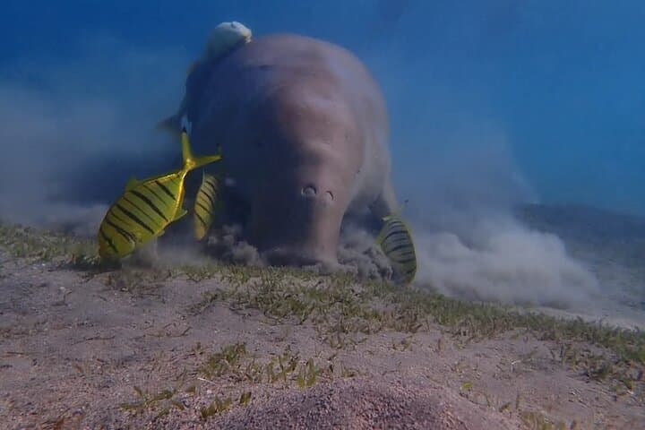 Marsa Mubarak Snorkel: Swim with Turtles and Dugong from Hurghada photo 2