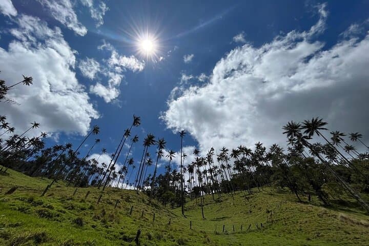 Explore La Carbonera: Wax Palm Forest 4x4 Conservation Tour from Salento