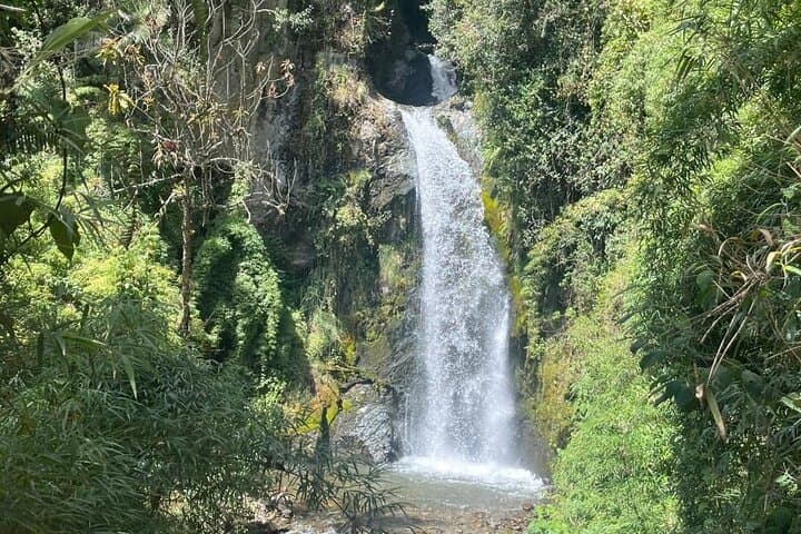 Explore La Carbonera: Wax Palm Forest 4x4 Conservation Tour from Salento photo 3