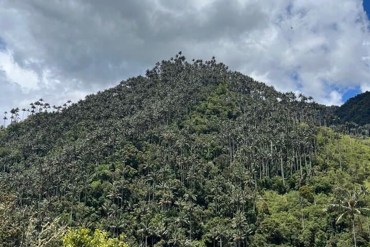 Explore La Carbonera: Wax Palm Forest 4x4 Conservation Tour from Salento photo 4