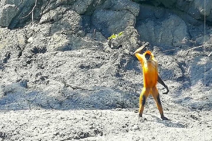 Tortuga Island Day Trip from Puntarenas: Snorkel, Dolphins & Spider Monkeys photo 5