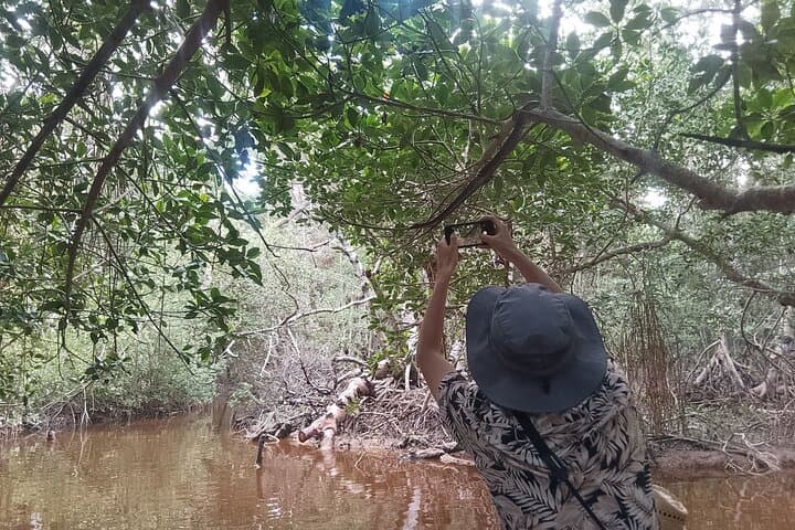 Celestún Mangrove Boat Tour: Flamingos, Clay Baths & Beach Escape from Mérida photo 4