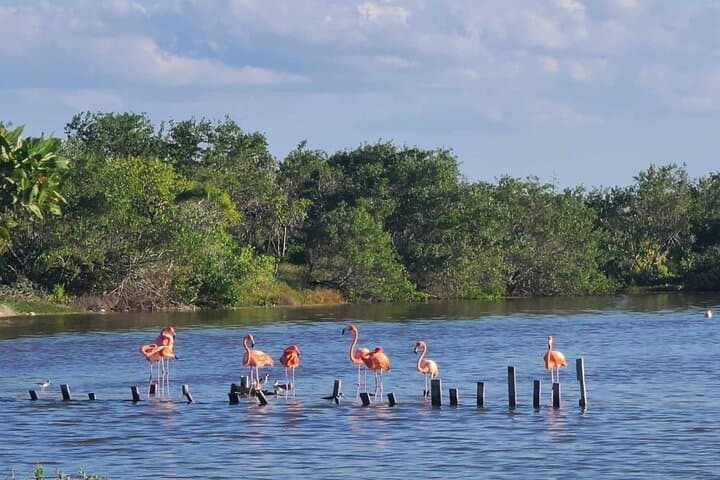 Celestún Mangrove Boat Tour: Flamingos, Clay Baths & Beach Escape from Mérida photo 6