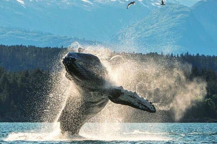 Explore Ketchikan’s Wildlife and History: A Custom 4-Hour Private Tour