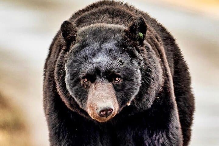 Explore Ketchikan’s Wildlife and History: A Custom 4-Hour Private Tour photo 4