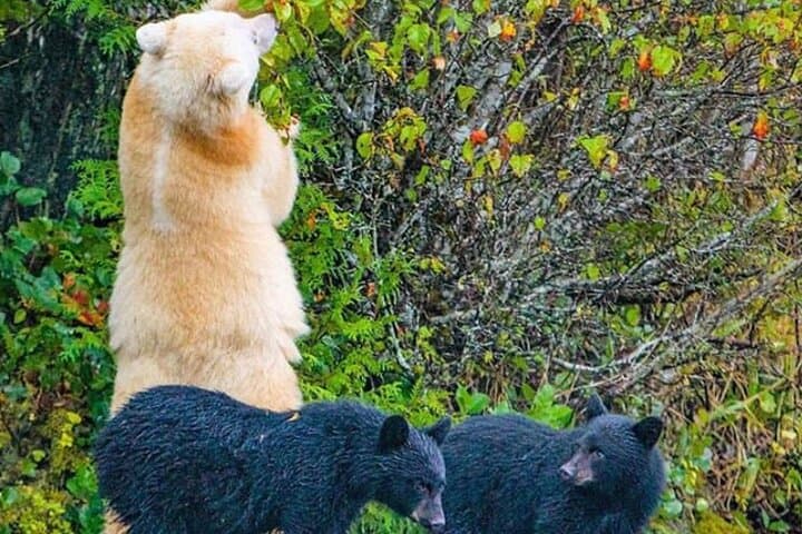Discover Ketchikan’s Wildlife and History on a 2-Hour Private Custom Tour