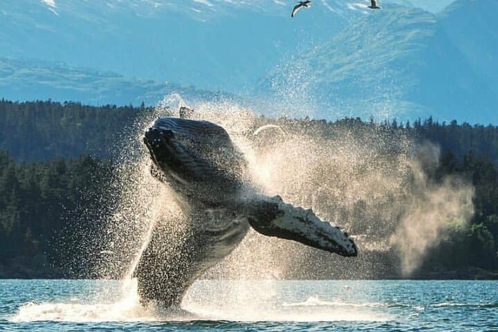 Discover Ketchikan’s Wildlife and History on a 2-Hour Private Custom Tour photo 2
