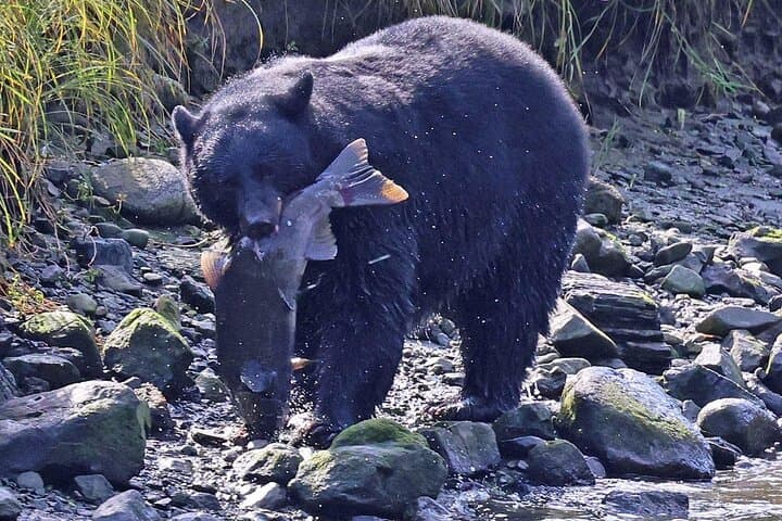 Discover Ketchikan’s Wildlife and History on a 2-Hour Private Custom Tour photo 3