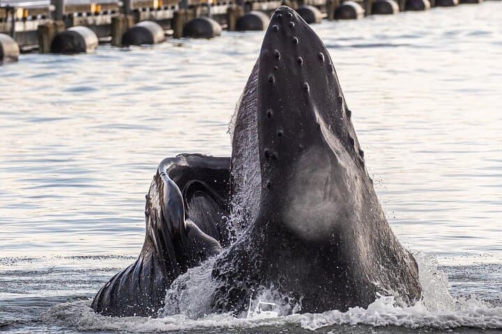 Discover Ketchikan’s Wildlife and History on a 2-Hour Private Custom Tour photo 5