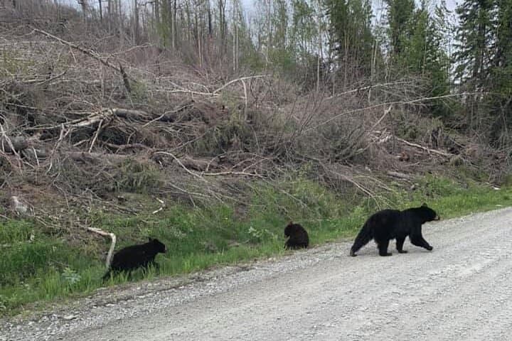 Discover Ketchikan’s Wildlife and History on a 2-Hour Private Custom Tour photo 6