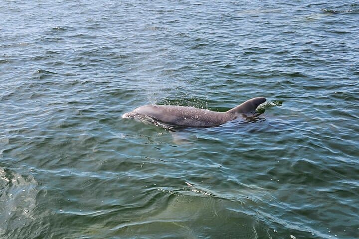 Pensacola Beach Dolphin and Scenic Cruise photo 3