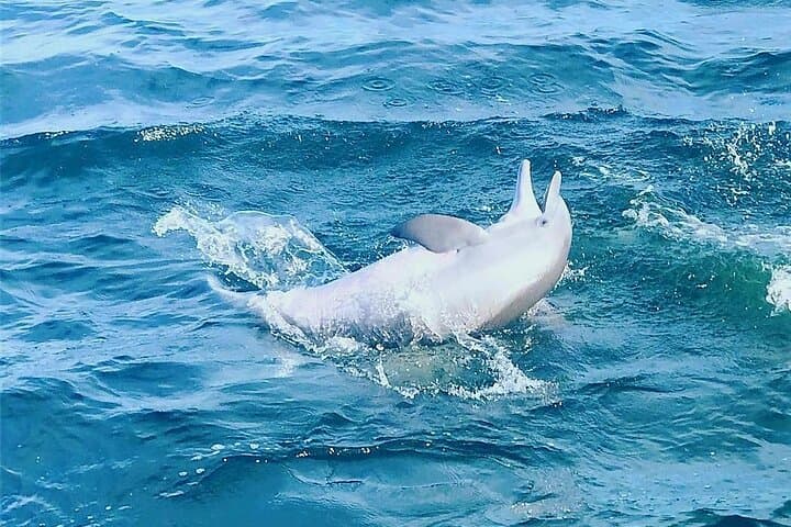 Pensacola Beach Dolphin and Scenic Cruise photo 6