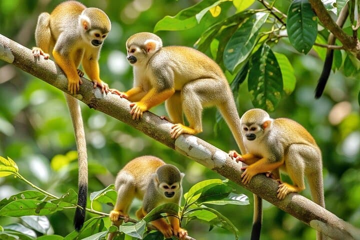 Monkey Magic & City Views — Puerto plata Private Tour photo 2