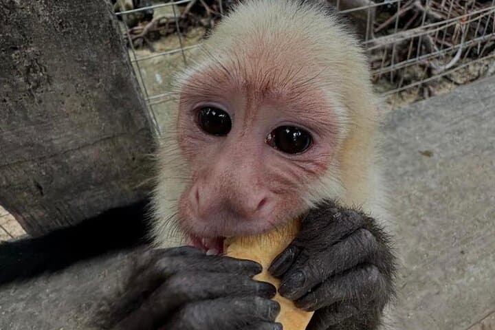 Roatán Monkey & Sloth Park, Barrier Reef Snorkel and Private Cay Beach Break photo 2