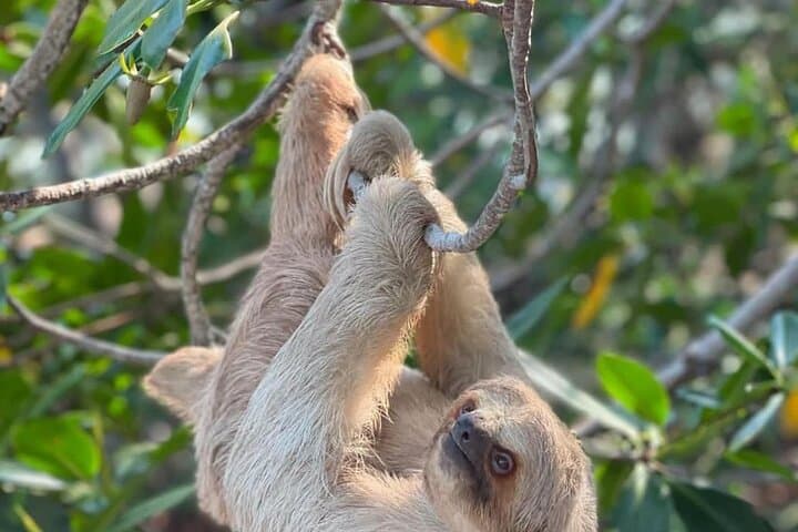 Roatán Monkey & Sloth Park, Barrier Reef Snorkel and Private Cay Beach Break photo 3