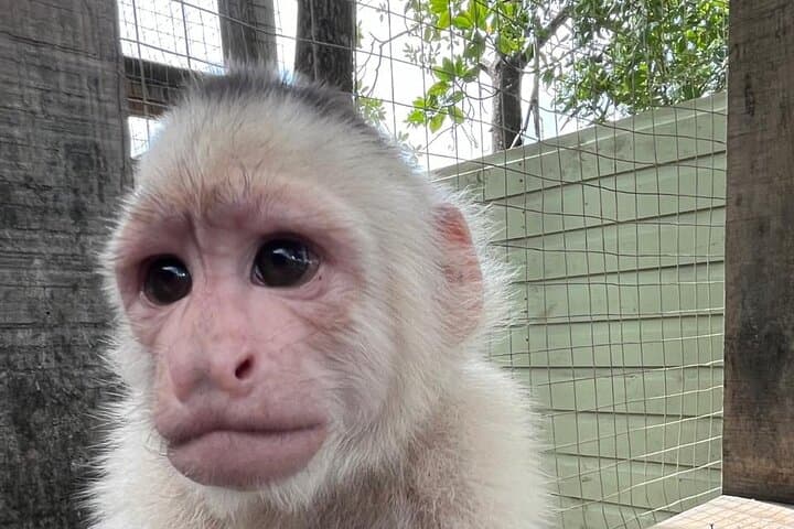 Roatán Monkey & Sloth Park, Barrier Reef Snorkel and Private Cay Beach Break photo 4
