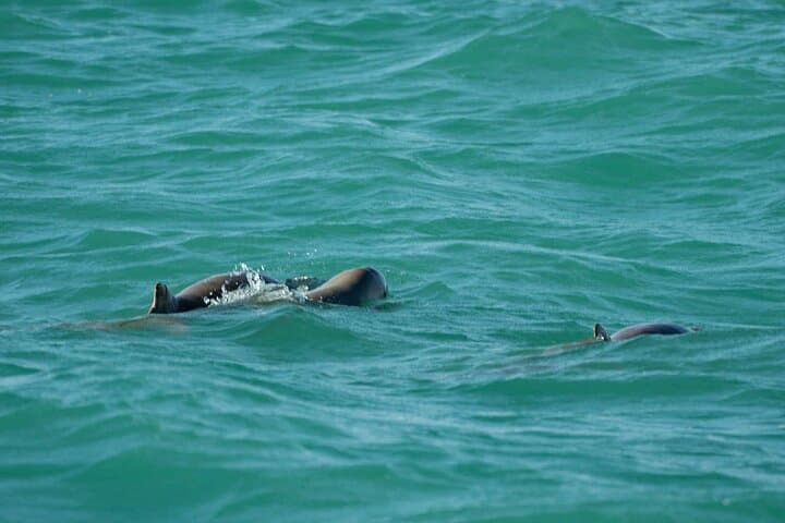Broome Mud Crabbing & Wildlife Cruise in Roebuck Bay photo 6