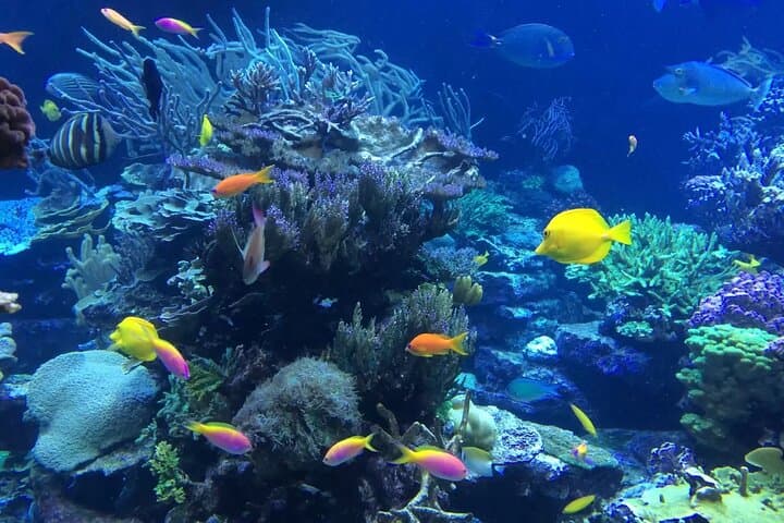 Blue Lagoon Snorkeling Bali: Private Transfer, Guide & Lunch in Padangbai photo 3