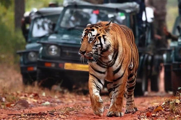 Golden Triangle Tour & Ranthambore Tiger Safari: 8-Day Private India Itinerary photo 1