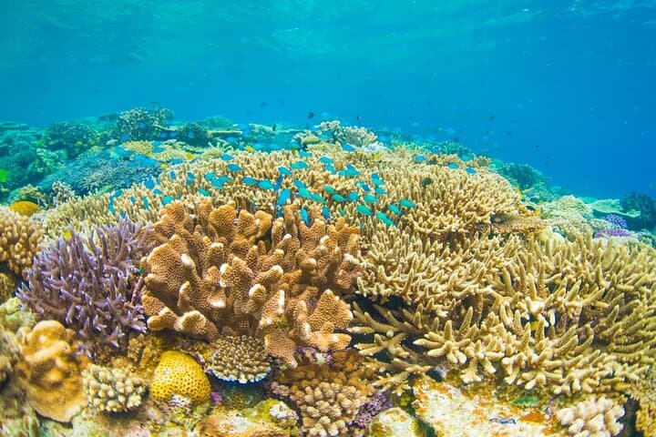 Blue Lagoon & Tanjung Jepun Snorkel + Ubud Waterfalls — Private Day Tour Bali photo 3