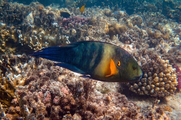 Blue Lagoon & Tanjung Jepun Snorkel + Ubud Waterfalls — Private Day Tour Bali photo 4