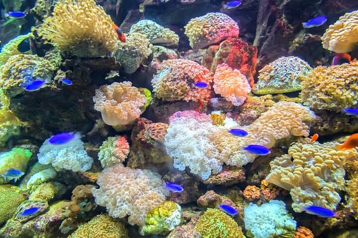 Blue Lagoon & Tanjung Jepun Snorkel + Ubud Waterfalls — Private Day Tour Bali photo 5
