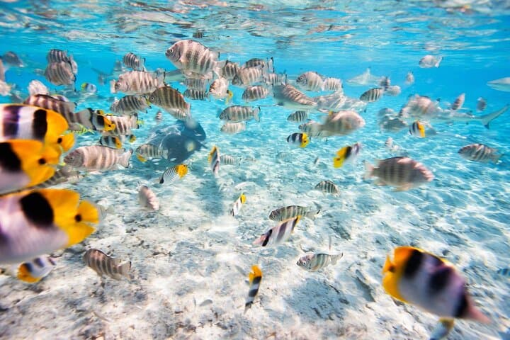 Blue Lagoon & Tanjung Jepun Snorkel + Ubud Waterfalls — Private Day Tour Bali photo 6
