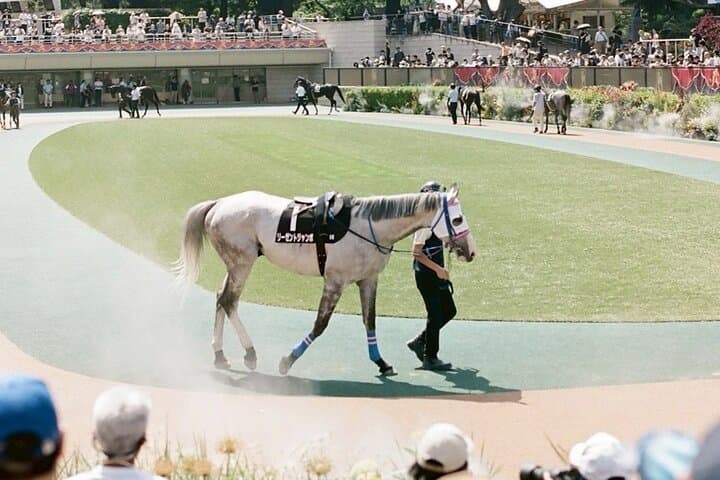 Inside Tokyo Racecourse: Horse Racing with Local Fans and Betting Basics photo 6