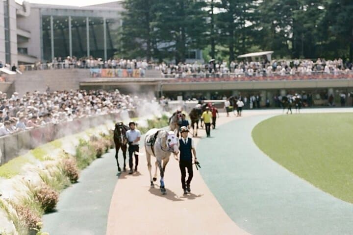 Inside Tokyo Racecourse: Horse Racing with Local Fans and Betting Basics photo 5