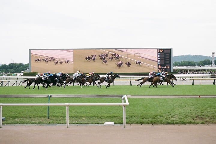 Inside Tokyo Racecourse: Horse Racing with Local Fans and Betting Basics photo 3